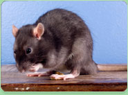 rat control Bury St Edmunds
