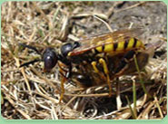 wasp control Bury St Edmunds